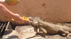 lizards breakfest