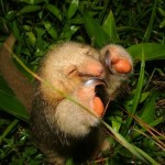full pygmy anteater costa rica