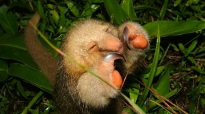 full pygmy anteater costa rica