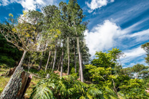 Escazu Costa Rica Real Estate