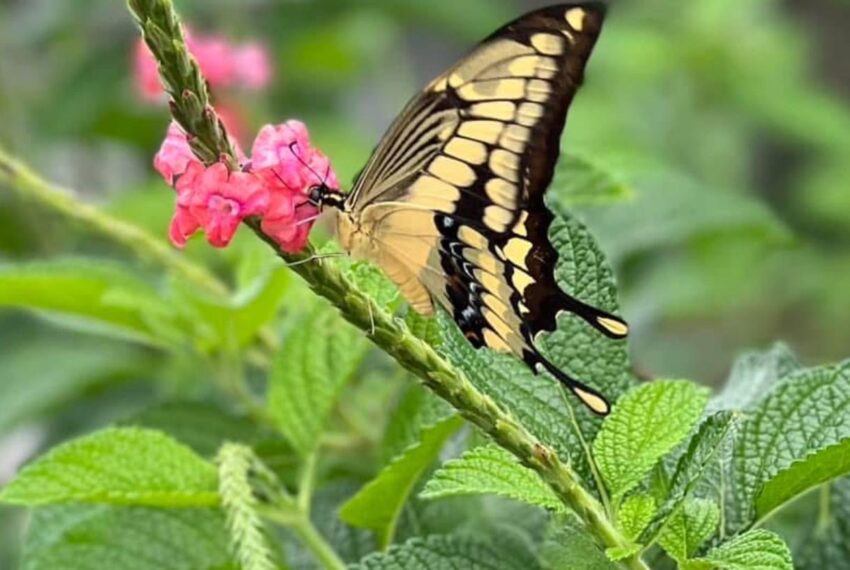 090bd889-72f9-4849-b03b-d476ae993b99