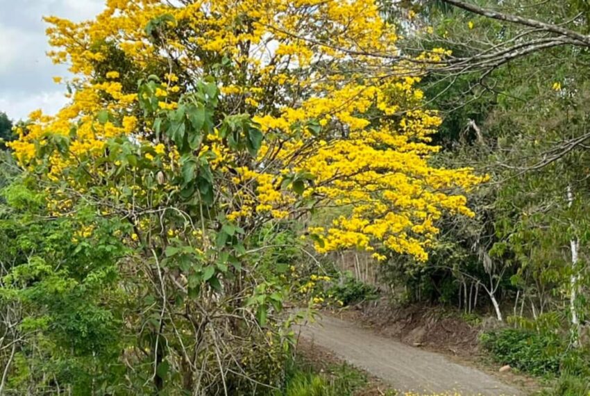 61972e6c-5428-402b-b412-aed105ec849a