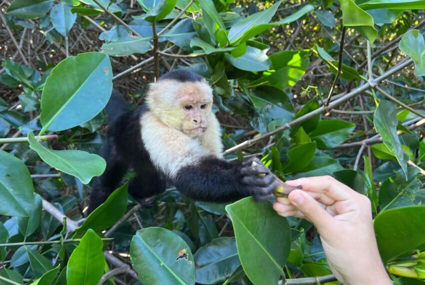 a9541577-ef69-49b8-8842-45fcbc1ed202